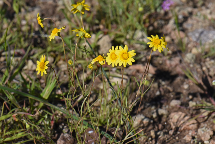 California Goldfields has thin stems as shown here and grows to heights of about 15 inches (40 cm) or so. Lasthenia californica